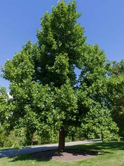 L'albero dei tulipani