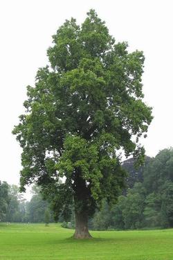 Un imponente albero di tulipani