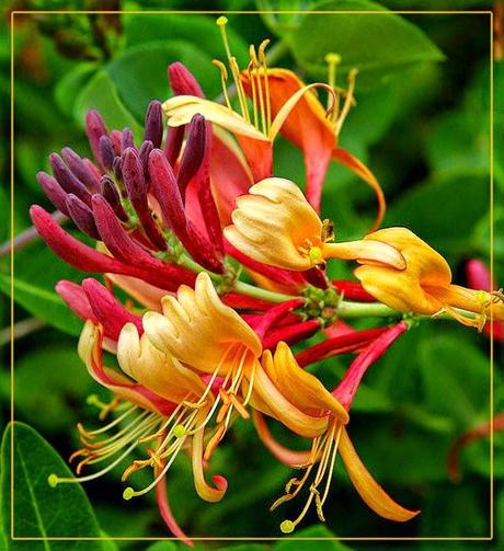 Il Caprifoglio o Honeysuckle, il fiore di Bach per chi è legato al passato