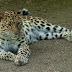 Leopardo dell'Amur, restano solo 35, al massimo 50, e vivono nelle fredde foreste siberiane.