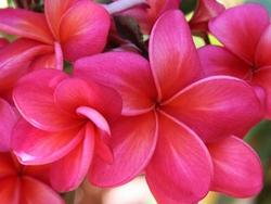 Fiore di plumeria rosso