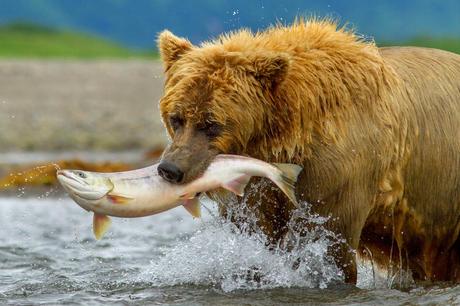 Bears, Daniza e il salmone