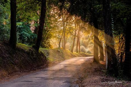 .. a giro per la campagna pisana