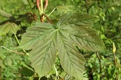acer pseudoplatanus, particolare delle foglie