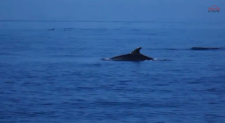 Delfini nel Golfo di Napoli