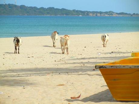 Uppuveli, sri lanka, viaggiandovaldi