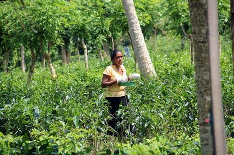 'Virgin White Tea' ,sri lanka, viaggiandovaldi