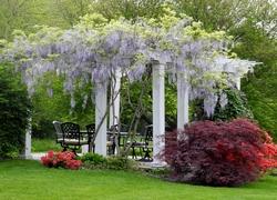 Un pergolato di Syringa vulgaris