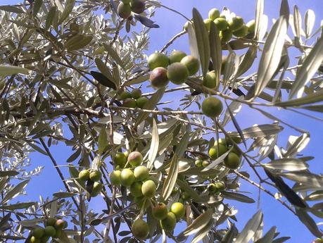 La poesia dell'olio da olive umbro sta tutta nel suo Moraiolo.