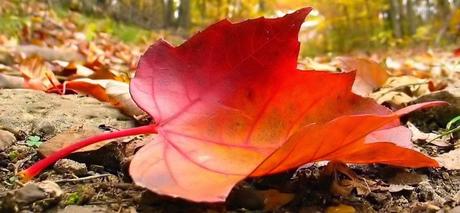 Il mio I'M di PUPA è il Nr.304 Il mio I'M di PUPA è il Nr.304