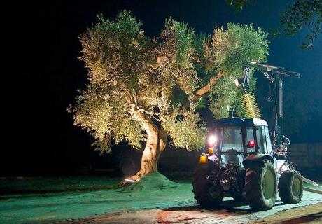 Duecento scienziati da tutto il mondo ospiti speciali dell'originale raccolta al chiaro di luna nel Capo di Leuca