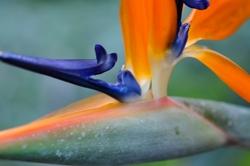 strelitzia reginae: particolare dell'attacco fiorale