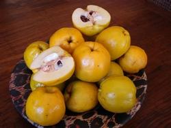 Frutti della chaenomeles japonica.