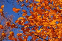 Colorazione autunnale delle foglie