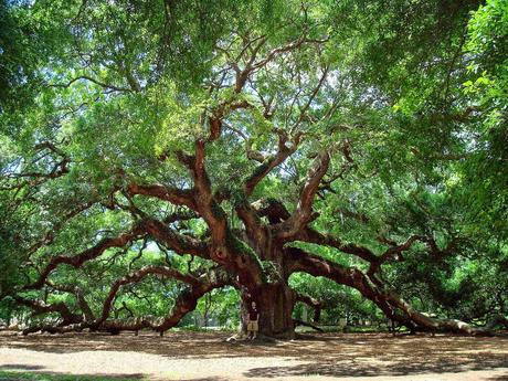 Oak, la quercia, il fiore di Bach perchè dura lotta è la vita