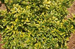 Golden Euonymus