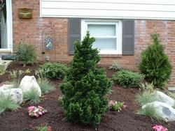 Hinoki Cypress Nano