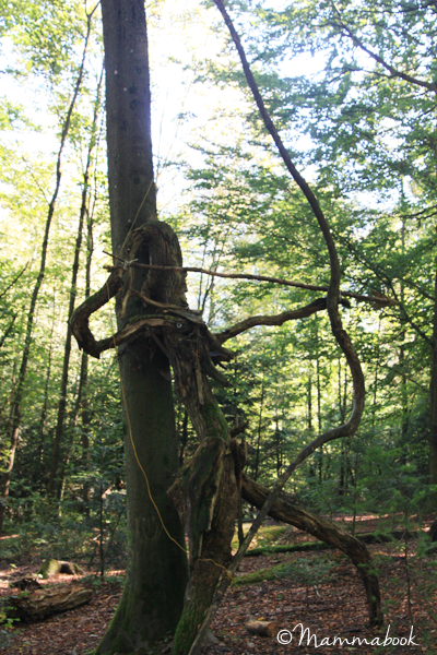 Gli uomini della foresta – The Waldmenschen