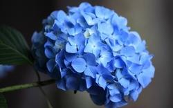 Esempio di ortensia dai petali blu.