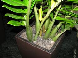 Radici della pianta di Zamioculcas