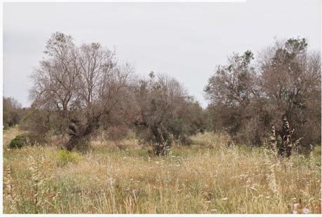 L’approccio ecosistemico e le buone pratiche agronomiche in difesa dei nostri olivi secolari