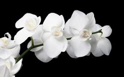 Ramoscello di Orchidea Bianca