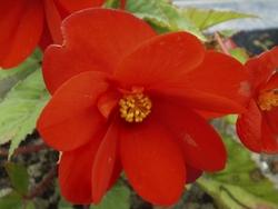 Particolare del fiore di Begonia