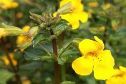 Mimulus è uno splendido fiore dal colore giallo acceso che infonde immediata energia e calore.