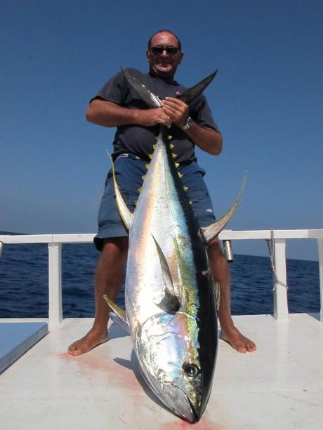 Big Yellofin Maldive