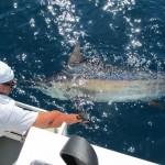 release black marlin