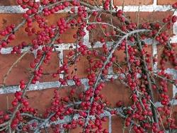 Cotoneaster horizzontalis