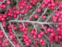 Particolare delle bacche di cotoneaster