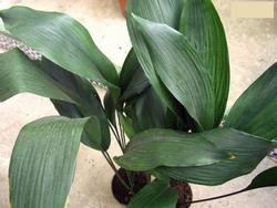 Aspidistra elatior