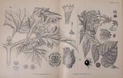 Disegno botanico di Datura Stramonium
