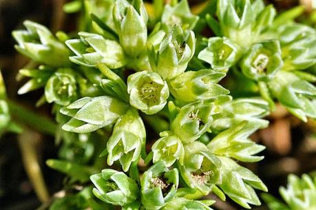 Scleranthus, il fiore di Bach chi vive nel dubbio