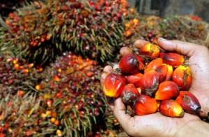 L’olio di palma: grassi saturi e deforestazione selvaggia della foresta pluviale asiatica