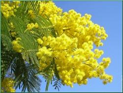 Mimosa in fiore