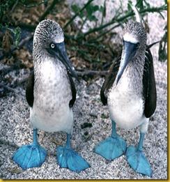 Foto Galapagos Sulla dai Piedi Azzurri