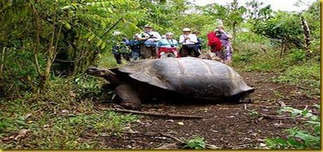 Foto Galapagos Tartarughe Giganti