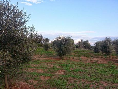 Si può chiedere di mettere a dimora delle varietà di olivo per verificare se sono resistenti al Disseccamento (CoDiRo)?