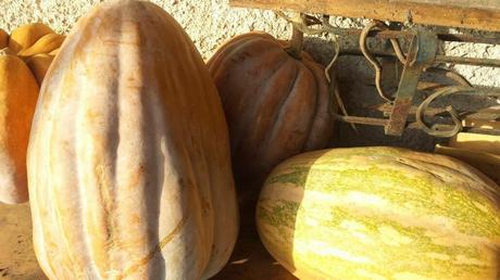 Buon Halloween da Ricette e Salute con le Zucche di Nonna...