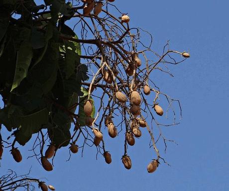 Copale - L'essenza con cui si nutrono gli Dei