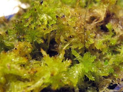 sfagno-sphagnum1 sfagno-sphagnum1