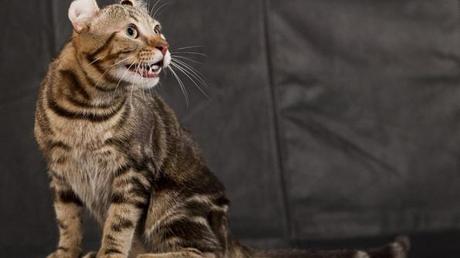 L'American Curl, il gatto con le orecchie all'indietro, è la mascotte della Expo Felina di Bassano del Grappa (Vicenza) L'American Curl, il gatto con le orecchie all'indietro, è la mascotte della Expo Felina di Bassano del Grappa (Vicenza)