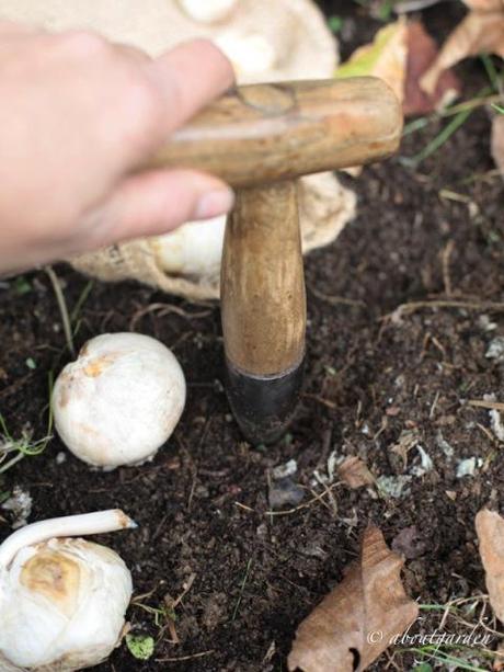 Come piantare i bulbi foraterra vintage