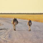 Fotografie di Viaggio dalla Namibia – Top 10