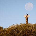 Fotografie di Viaggio dalla Namibia – Top 10