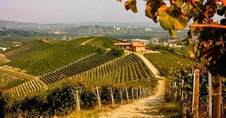Non solo vino, il valore aggiunto del vigneto “made in Italy” è anche nel paesaggio: un patrimonio da 3 miliardi l’anno