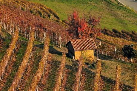 Non solo vino, il valore aggiunto del vigneto “made in Italy” è anche nel paesaggio: un patrimonio da 3 miliardi l’anno