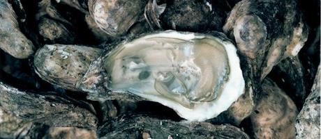 ostrica.jpeg Ostrica